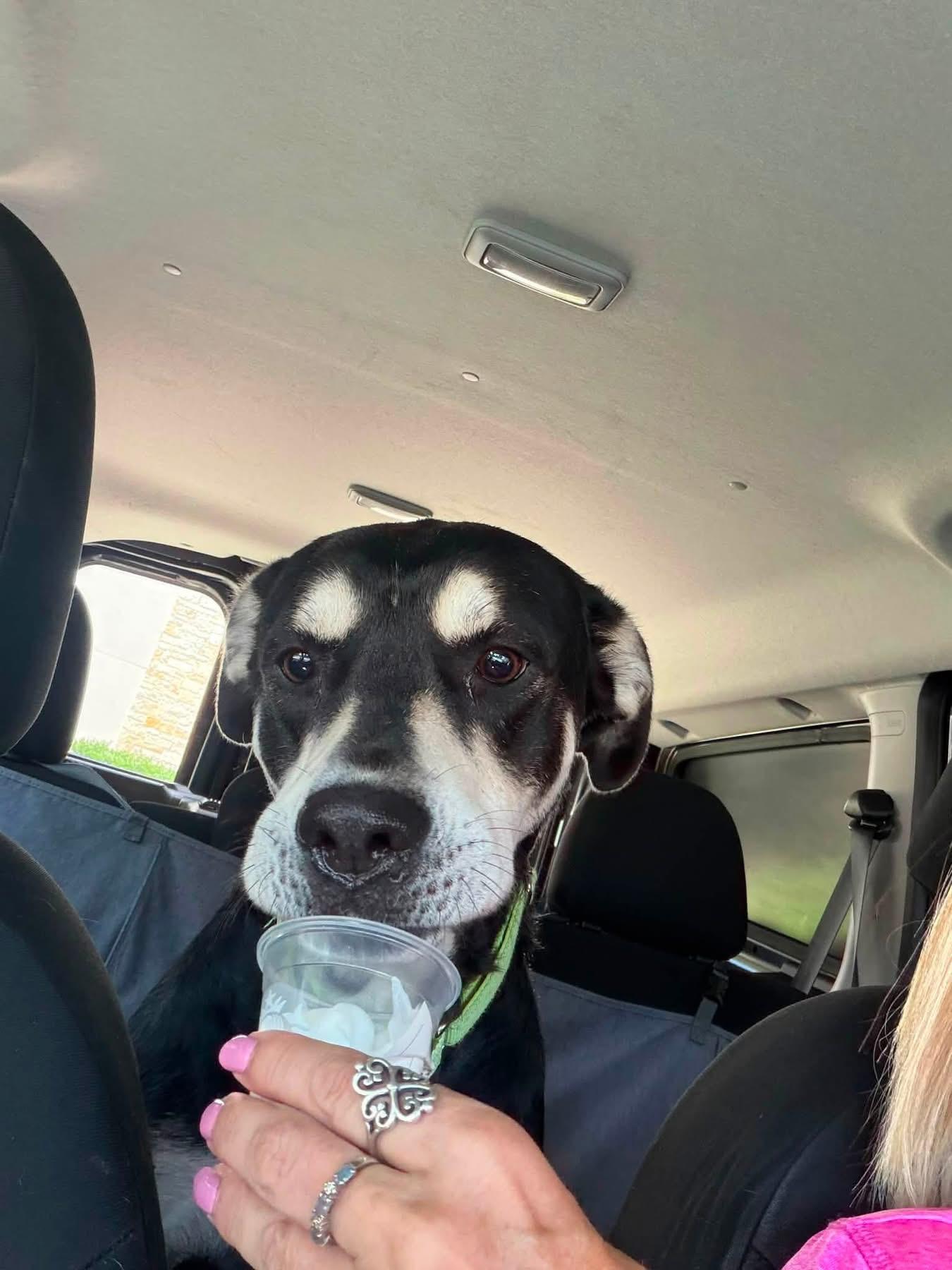 Enlarge Bonnie, a ADOPTABLE mixed breed in Southlake, TX image 3/6