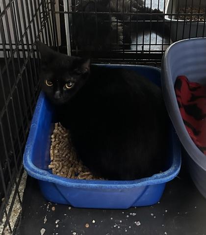 Sheba — thumbnail 3