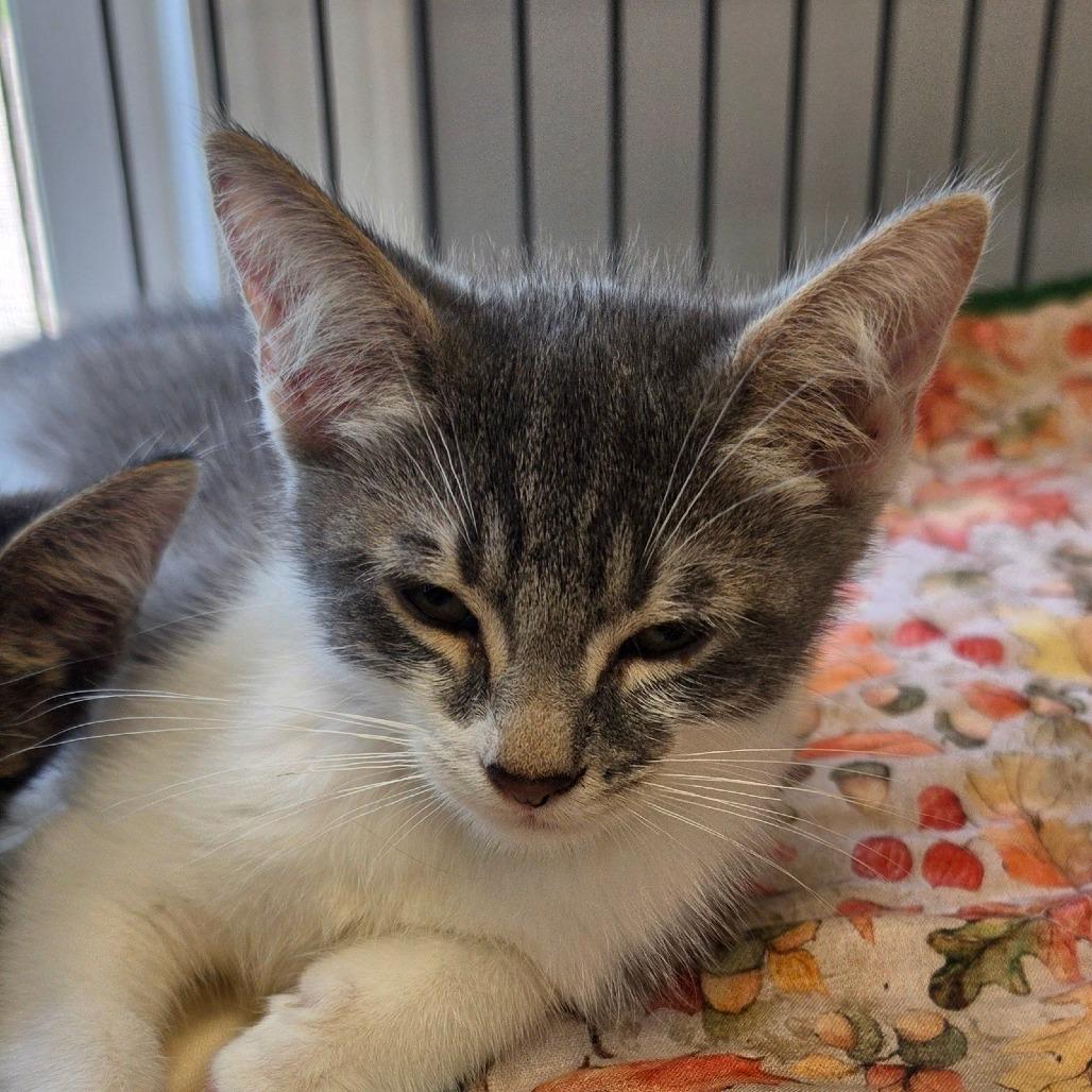 Columbo, Adoptable, Kitten Male Domestic Short Hair.