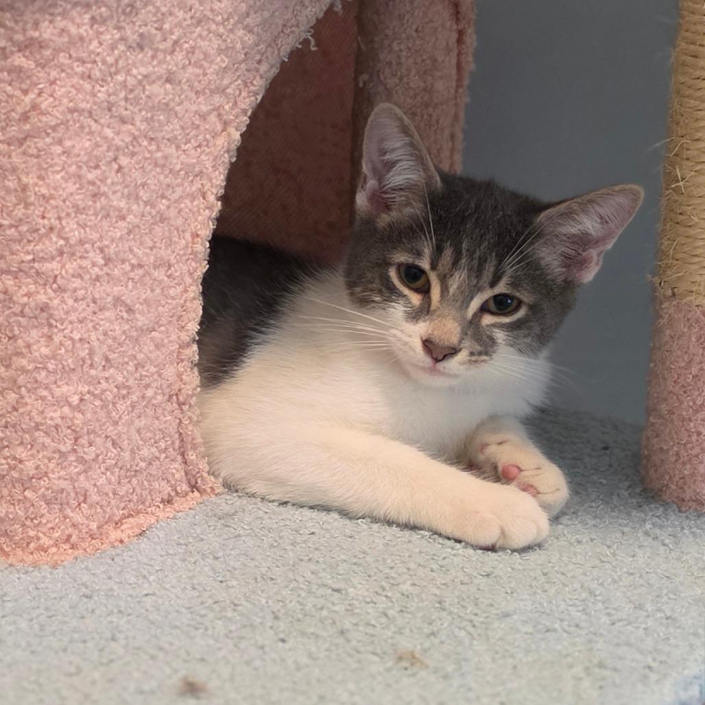 Enlarge Columbo, a Adoptable Domestic Short Hair in Muncie, IN image 2/2