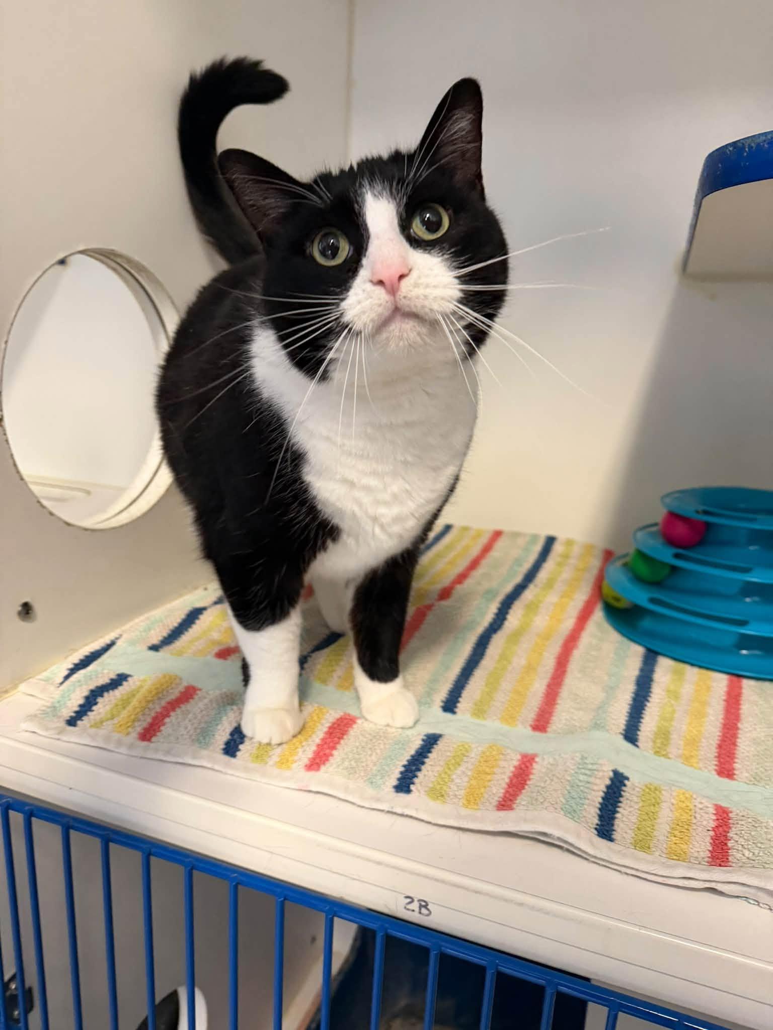 Enlarge Squash, a Adoptable Domestic Short Hair in Clinton, IL image 1/2