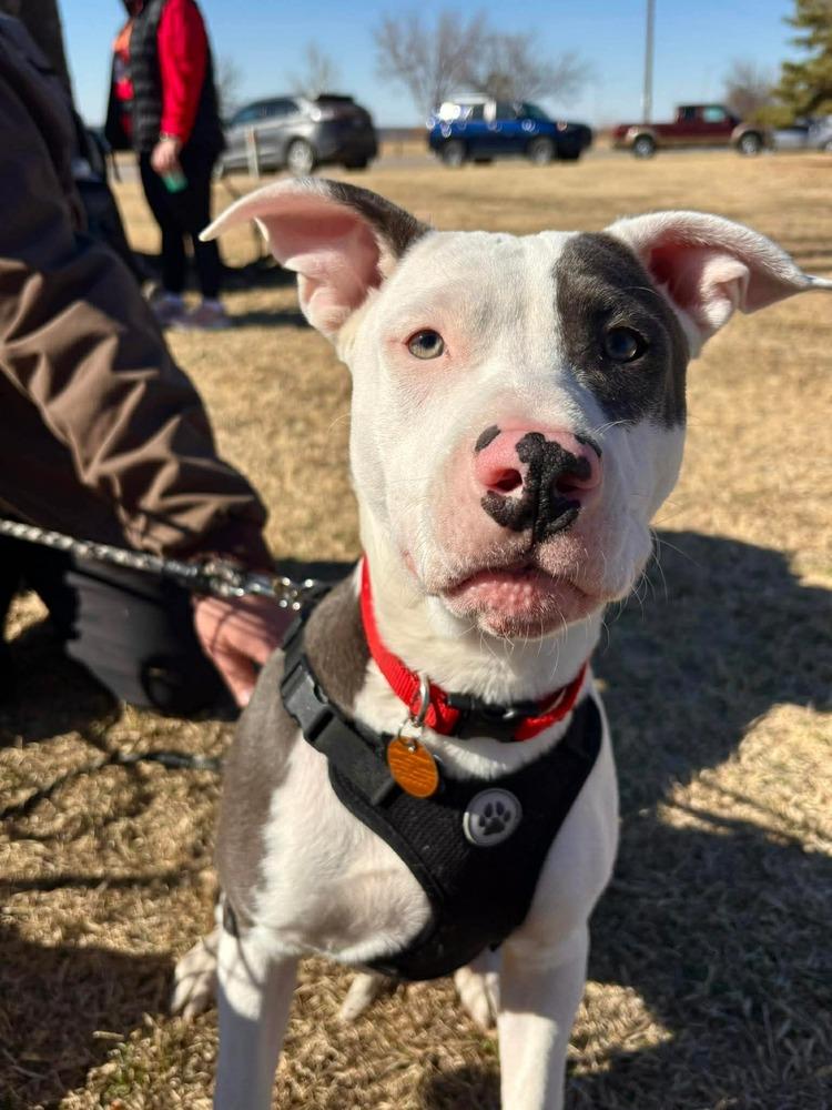 Robin, Adoptable, Young Male Staffordshire Bull Terrier & American Staffordshire Terrier.
