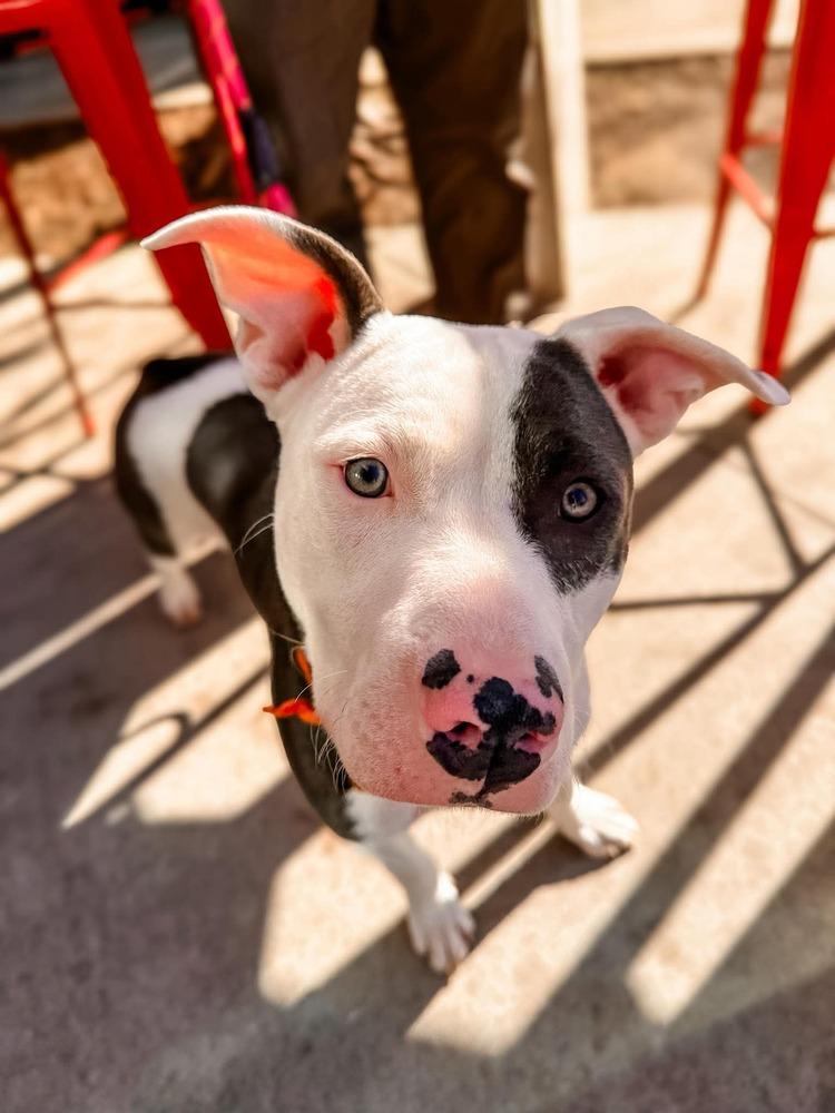 Enlarge Robin, a Adoptable mixed breed in Shawnee, OK image 2/6