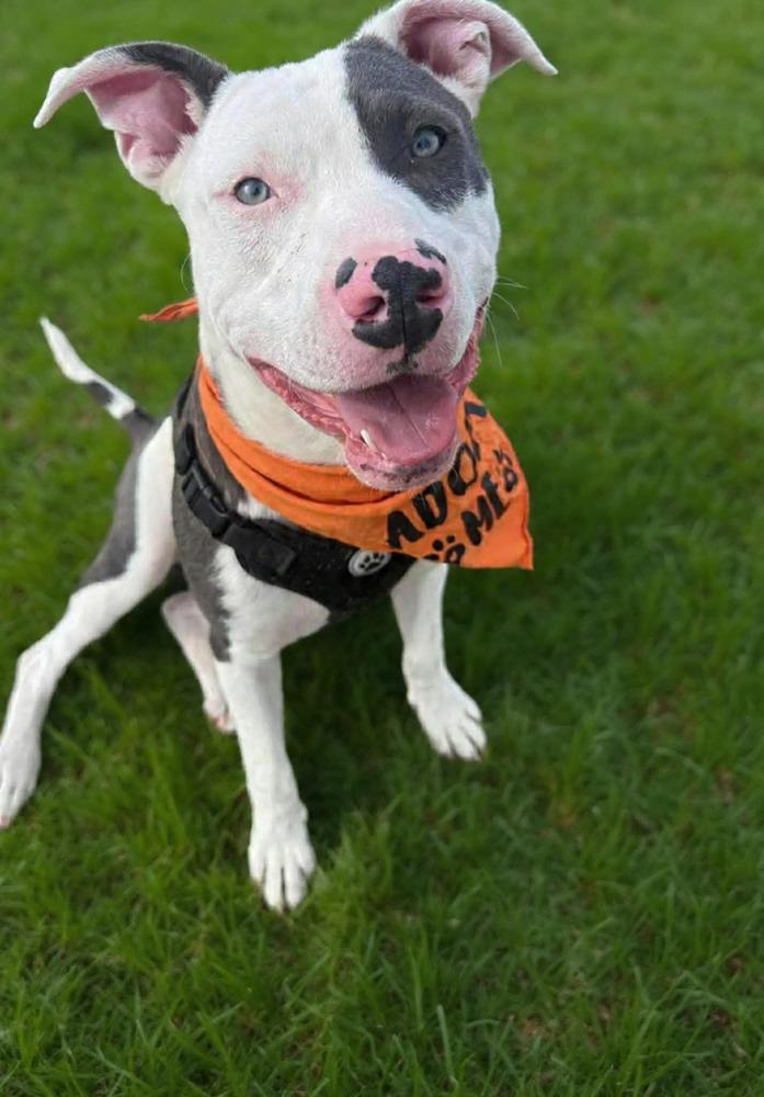 Enlarge Robin, a Adoptable mixed breed in Shawnee, OK image 3/6