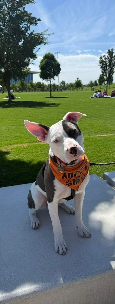 Enlarge Robin, a Adoptable mixed breed in Shawnee, OK image 4/6