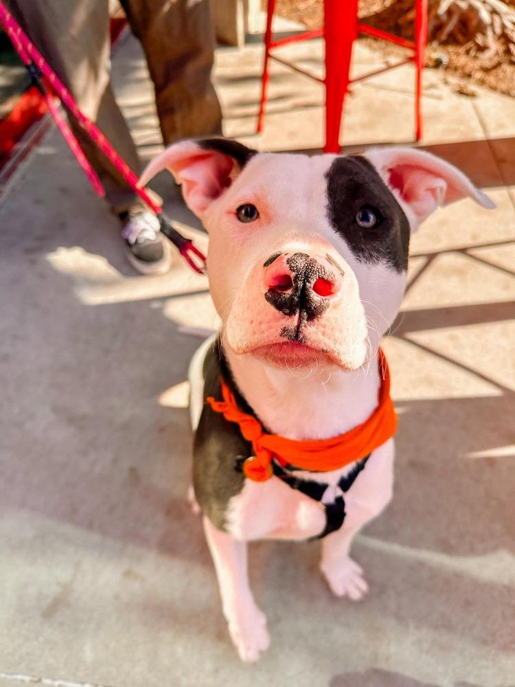 Enlarge Robin, a Adoptable mixed breed in Shawnee, OK image 5/6
