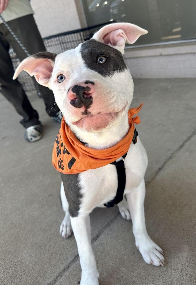 Enlarge Robin, a Adoptable mixed breed in Shawnee, OK image 6/6