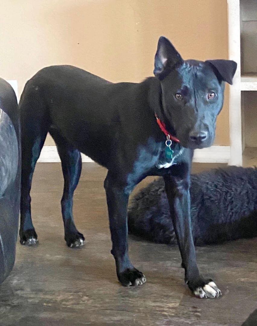 Daxter, Adoptable, Adult Male Labrador Retriever.