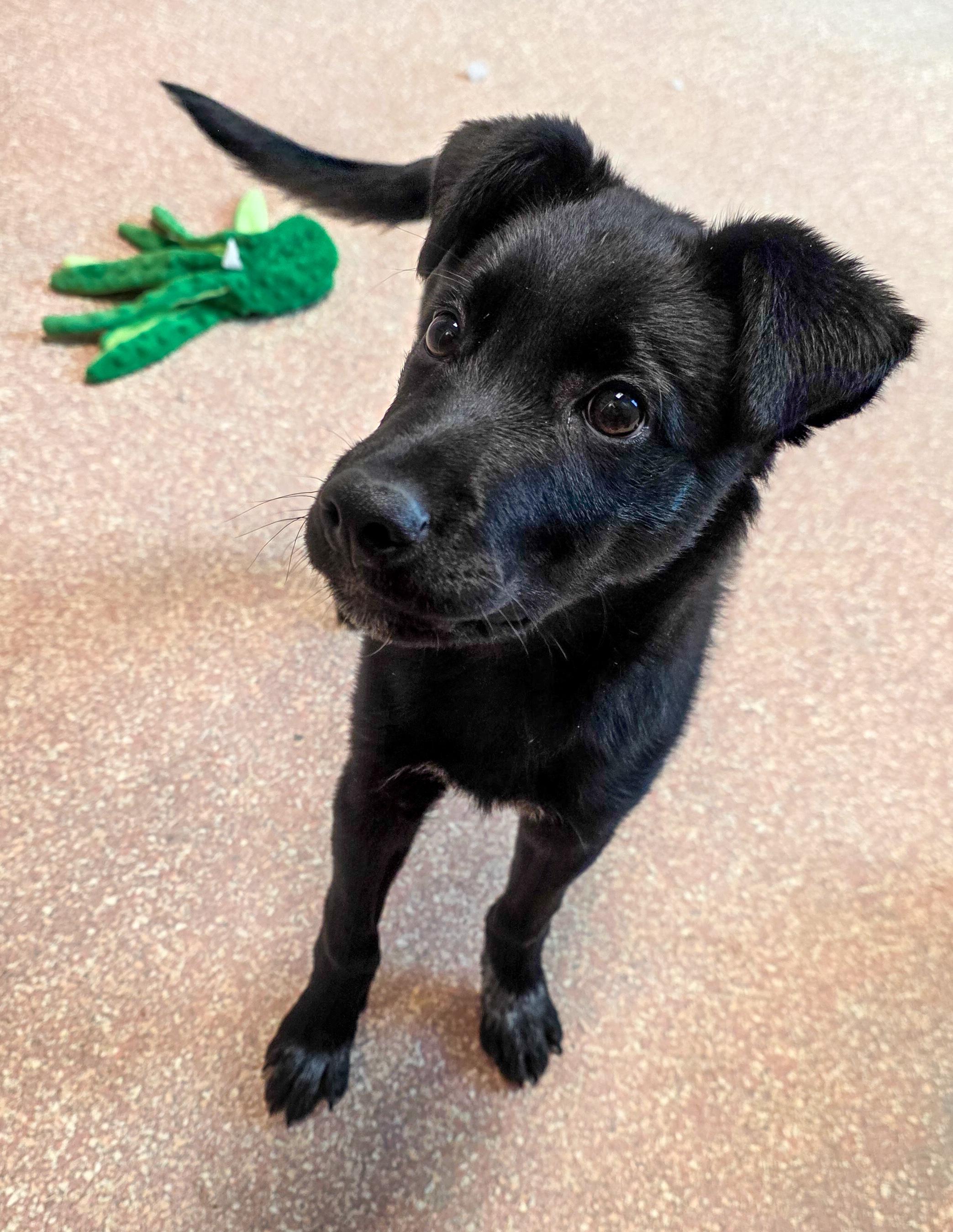 Enlarge Milo, an adopted mixed breed in Falls Church, VA image 5/6