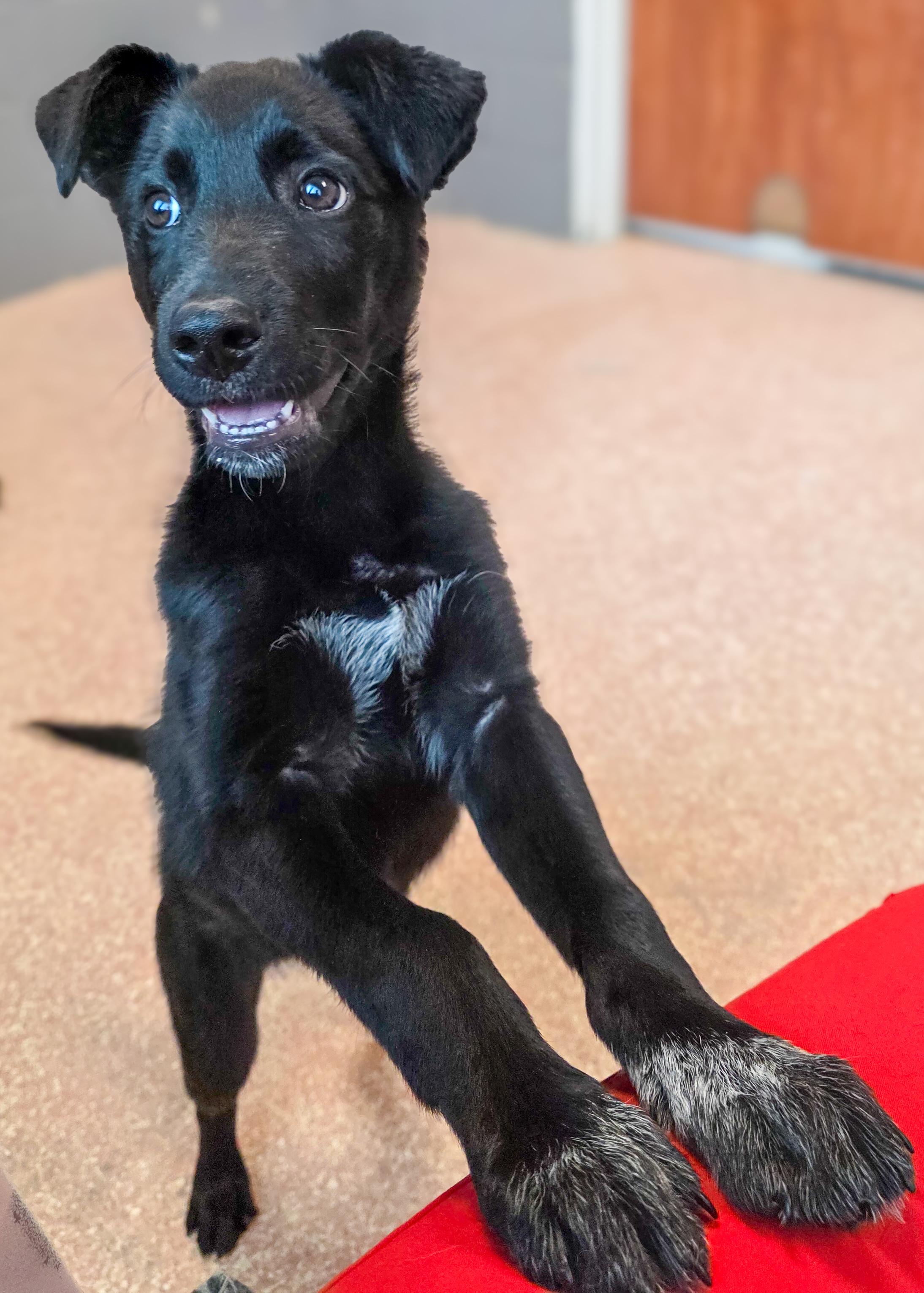 Enlarge Milo, an adopted mixed breed in Falls Church, VA image 3/6