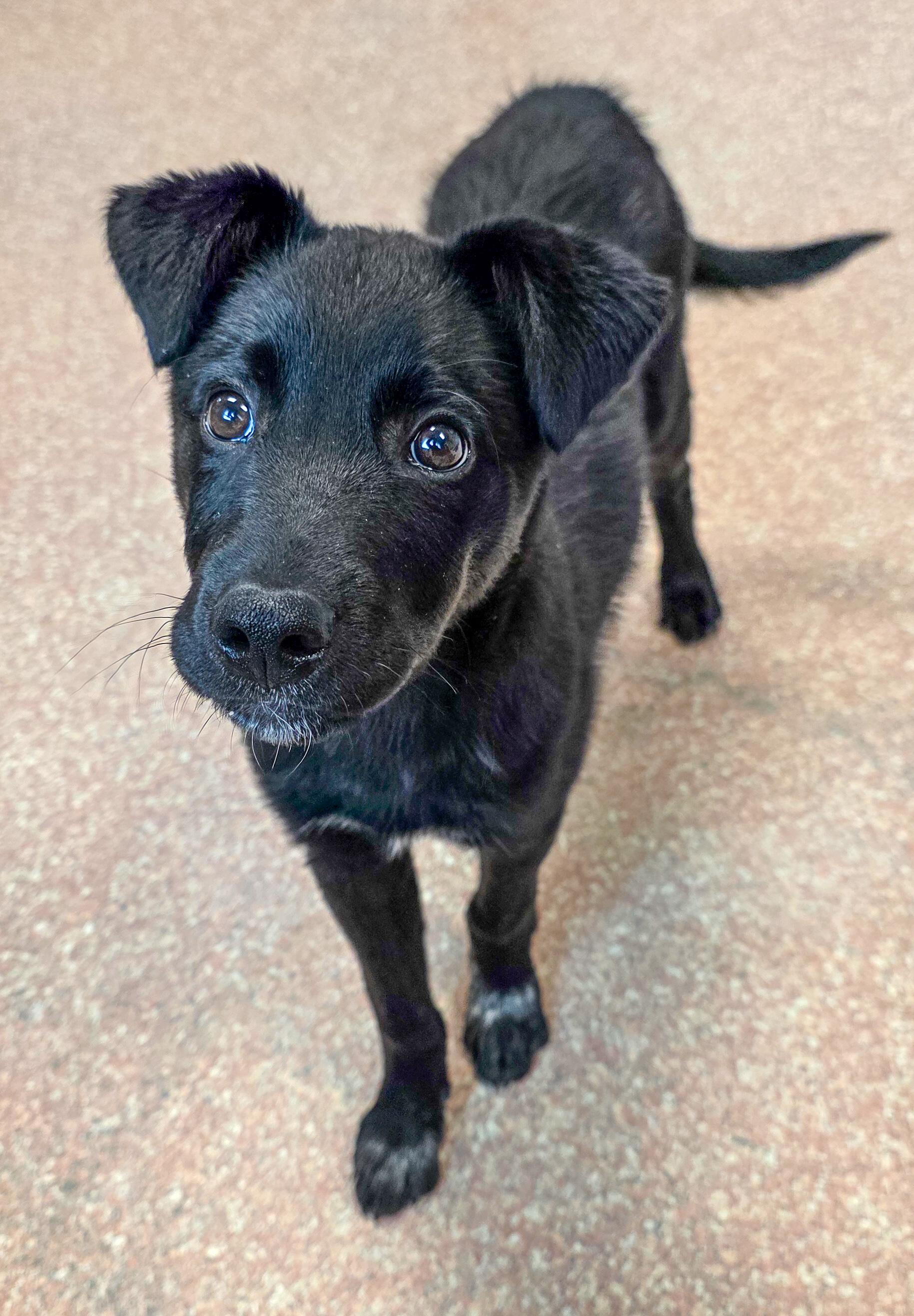 Enlarge Milo, an adopted mixed breed in Falls Church, VA image 6/6