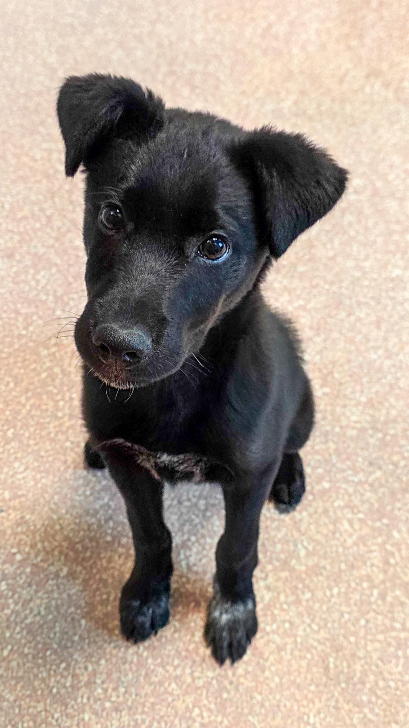 Enlarge Milo, an adopted mixed breed in Falls Church, VA image 4/6