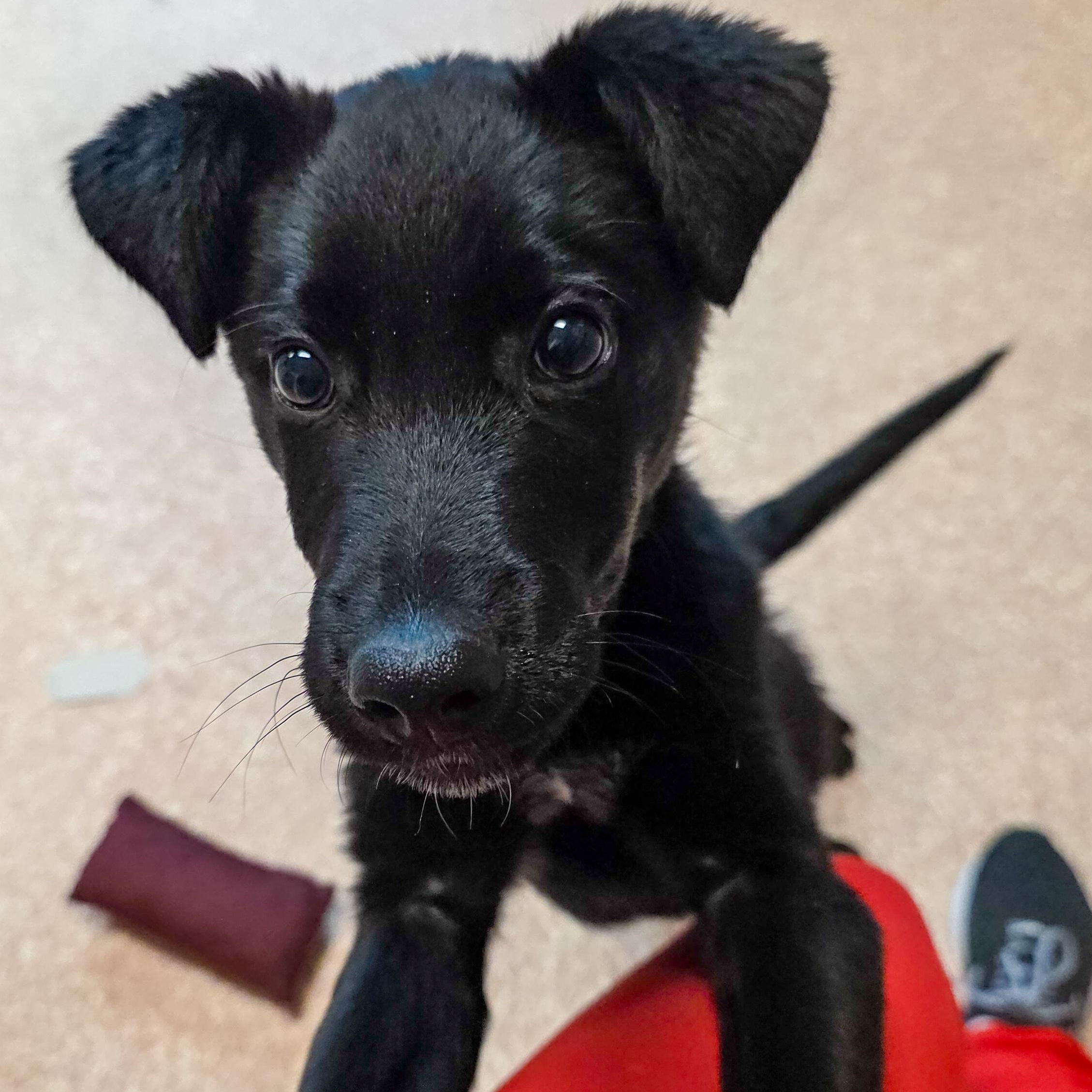 Enlarge Milo, an adopted mixed breed in Falls Church, VA image 1/6