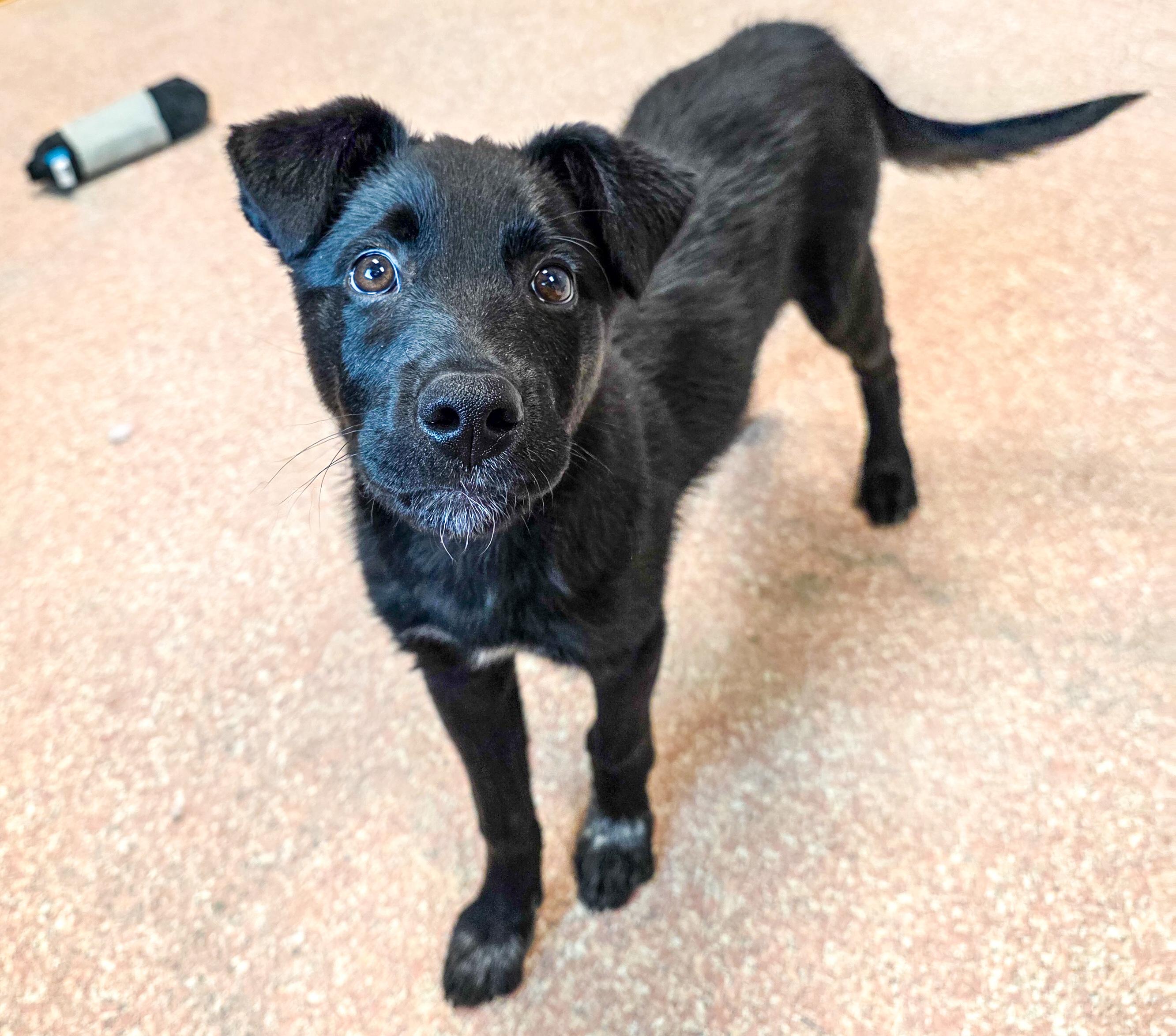 Enlarge Milo, an adopted mixed breed in Falls Church, VA image 2/6