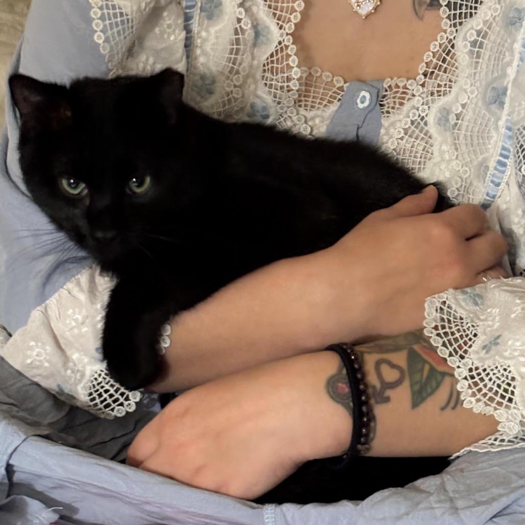 NASCAR, Adoptable, Young Male Domestic Short Hair.