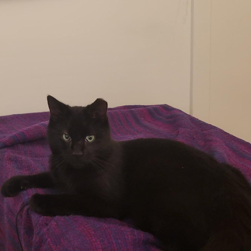 Enlarge NASCAR, a Adoptable Domestic Short Hair in Fort Belvoir, VA image 1/3