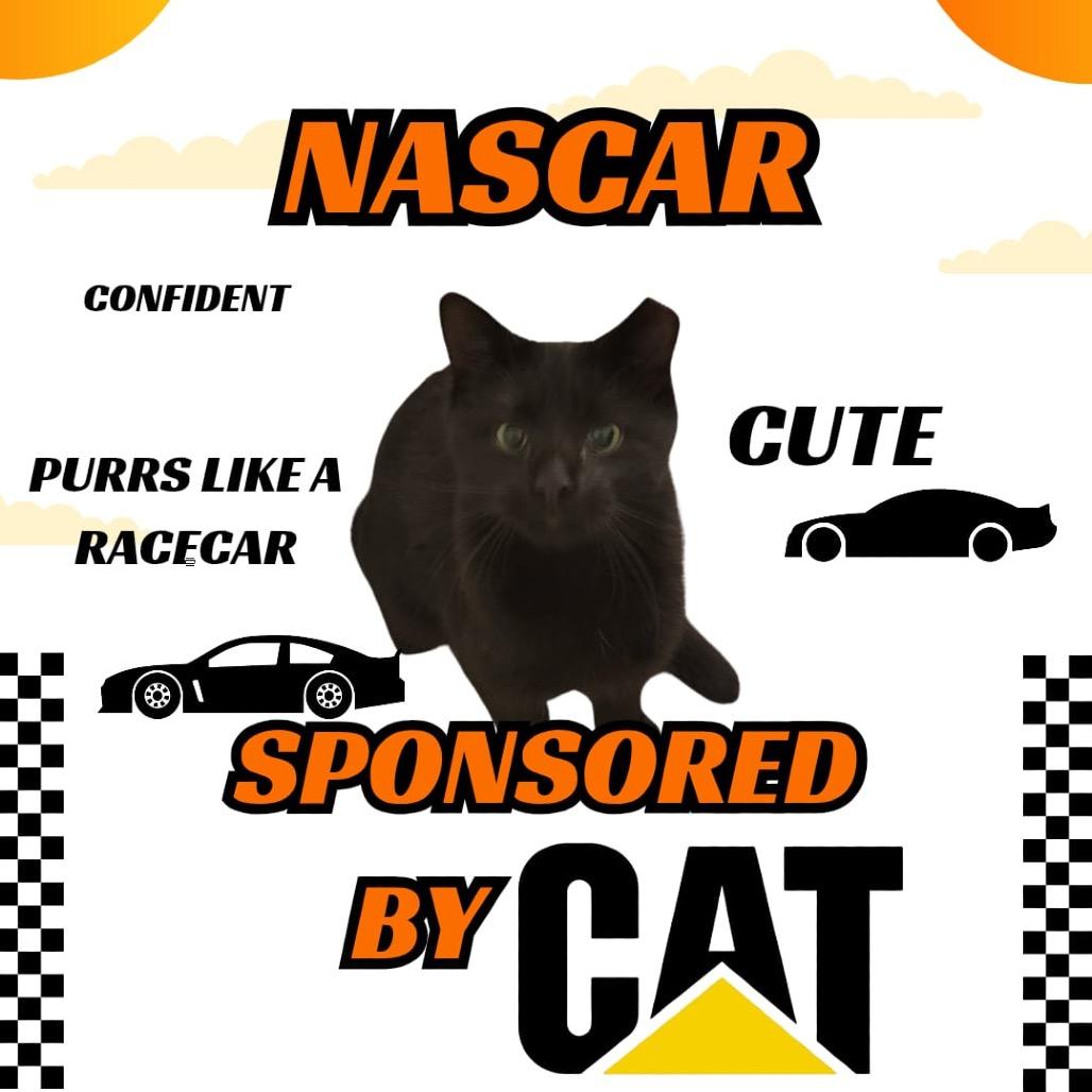 Enlarge NASCAR, a Adoptable Domestic Short Hair in Fort Belvoir, VA image 2/3
