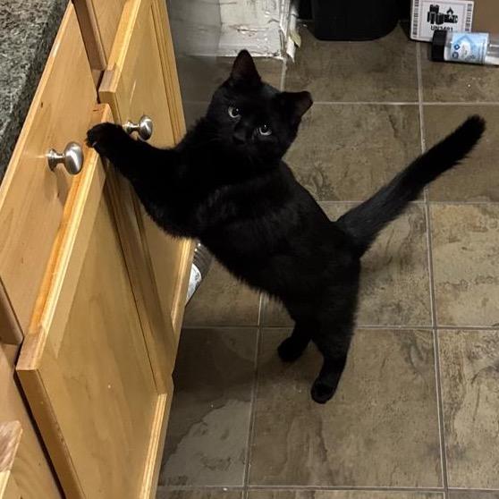 NASCAR, Adoptable, Young Male Domestic Short Hair.