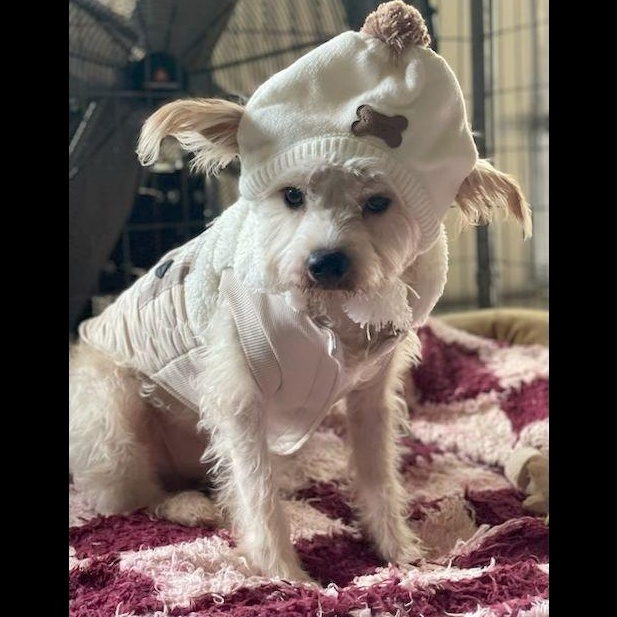 Bryson, a Adoptable mixed breed in Denver, CO image 1/2