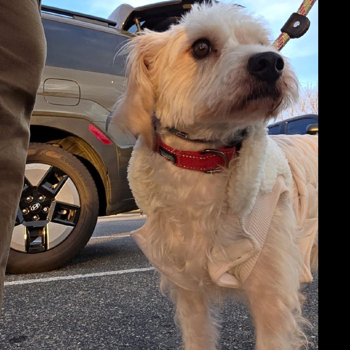 Bryson, Adoptable, Adult Male Scottish Terrier.