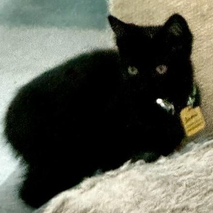 Enlarge Sadie - Sweet and Petite, a ADOPTABLE mixed breed in Hoquiam, WA image 5/5