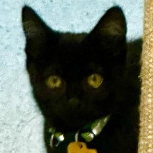 Enlarge Sadie - Sweet and Petite, a ADOPTABLE mixed breed in Hoquiam, WA image 3/5