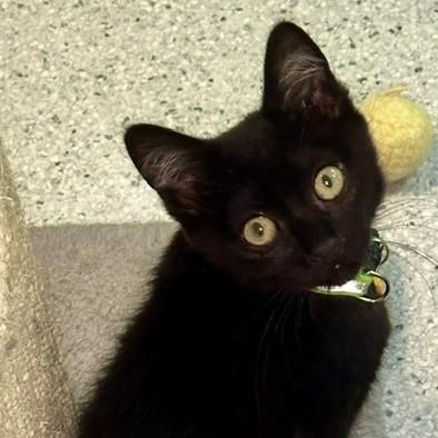 Sadie - Sweet and Petite, ADOPTABLE, Kitten Female Bombay.