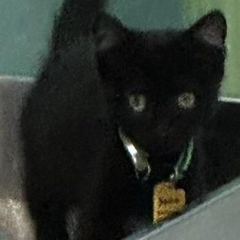 Enlarge Sadie - Sweet and Petite, a ADOPTABLE mixed breed in Hoquiam, WA image 2/5