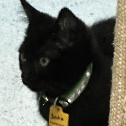 Enlarge Sadie - Sweet and Petite, a ADOPTABLE mixed breed in Hoquiam, WA image 4/5