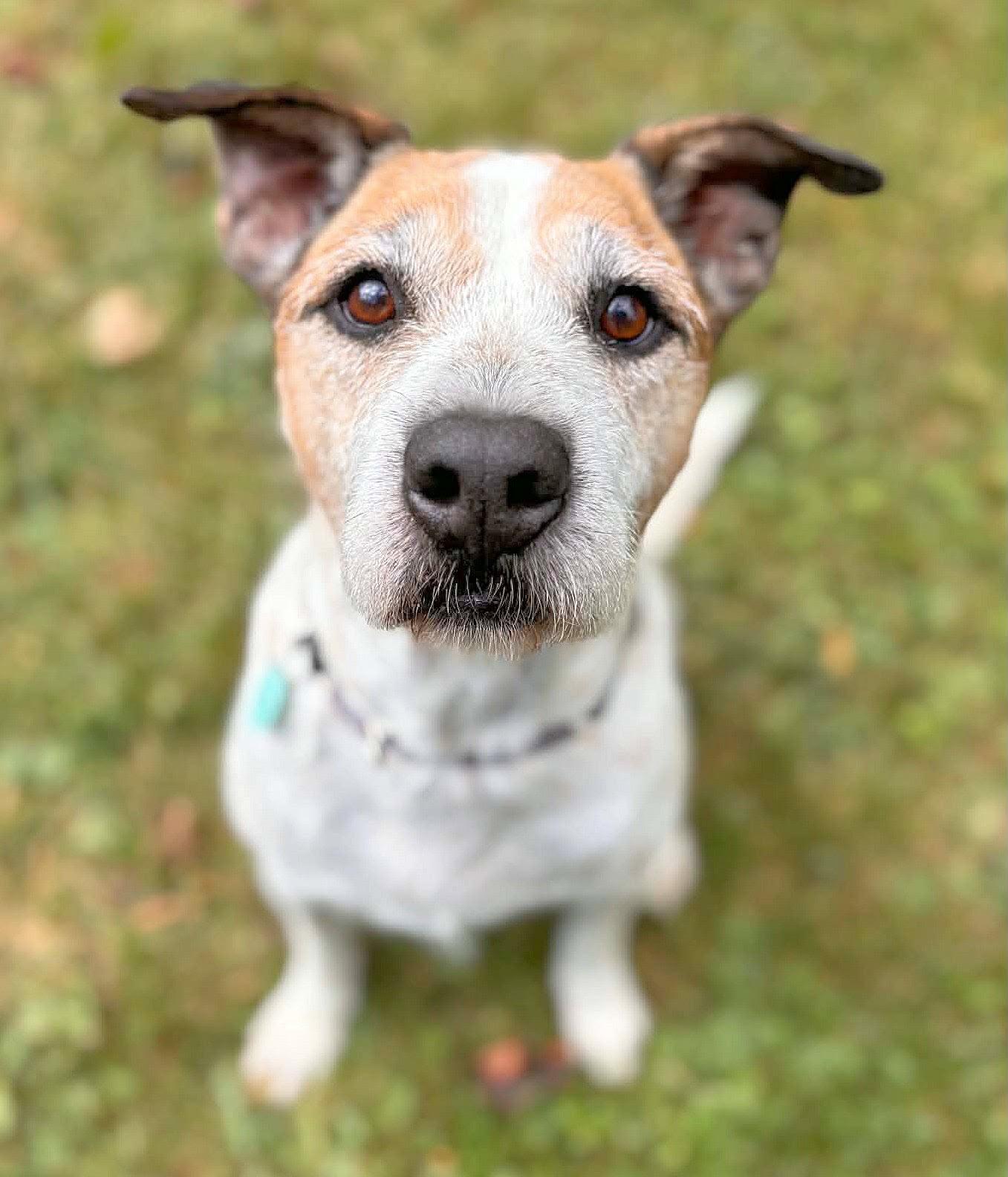 Toby, Adoptable, Senior Male Labrador Retriever & Portuguese Podengo.