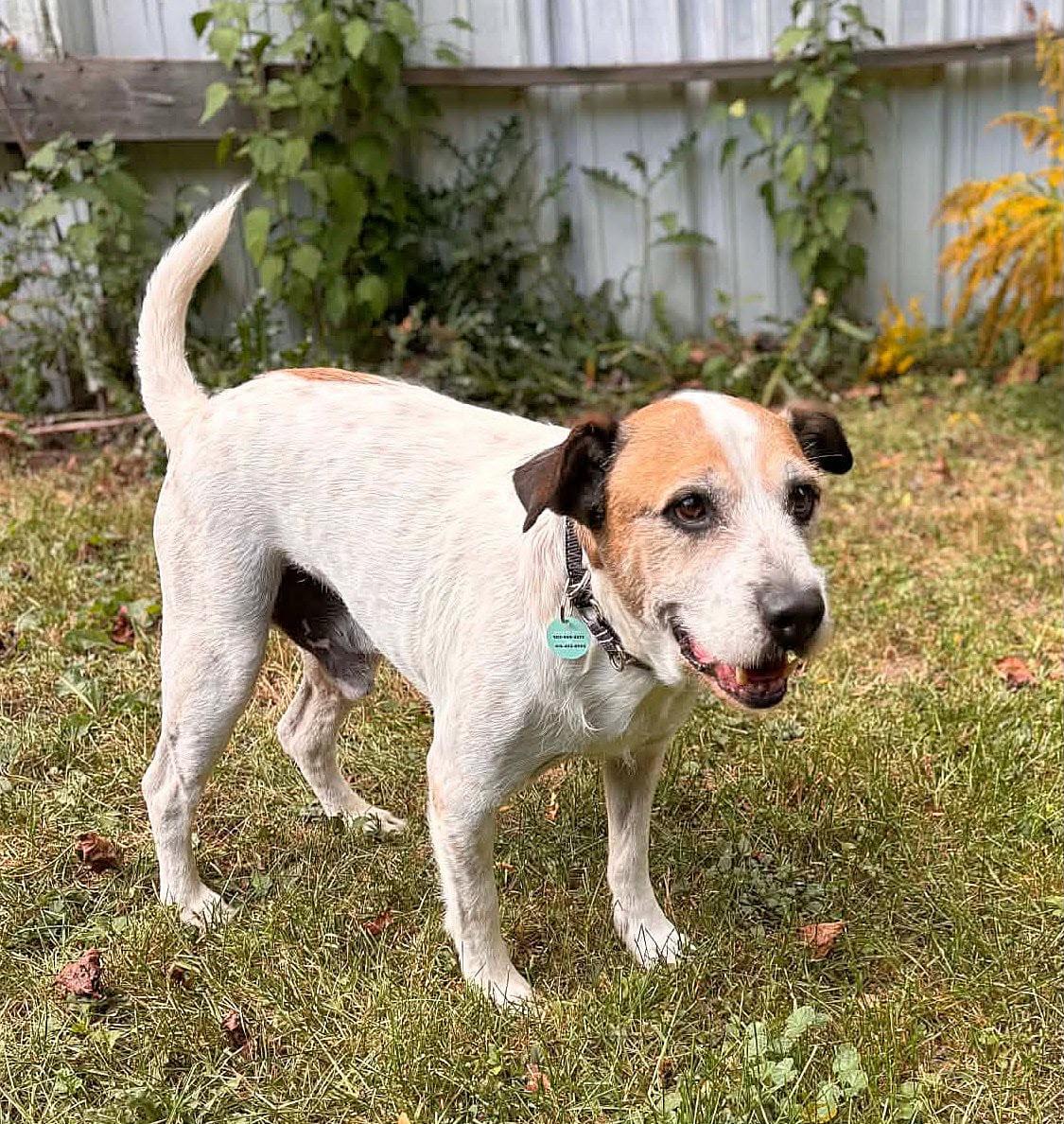 Enlarge Toby, a Adoptable mixed breed in Erin, ON image 3/6