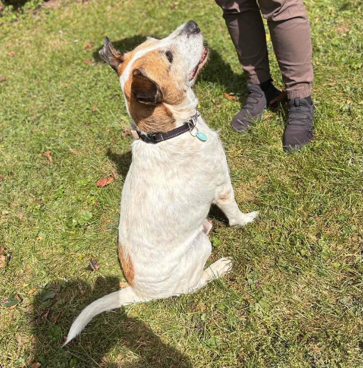 Enlarge Toby, a Adoptable mixed breed in Erin, ON image 4/6