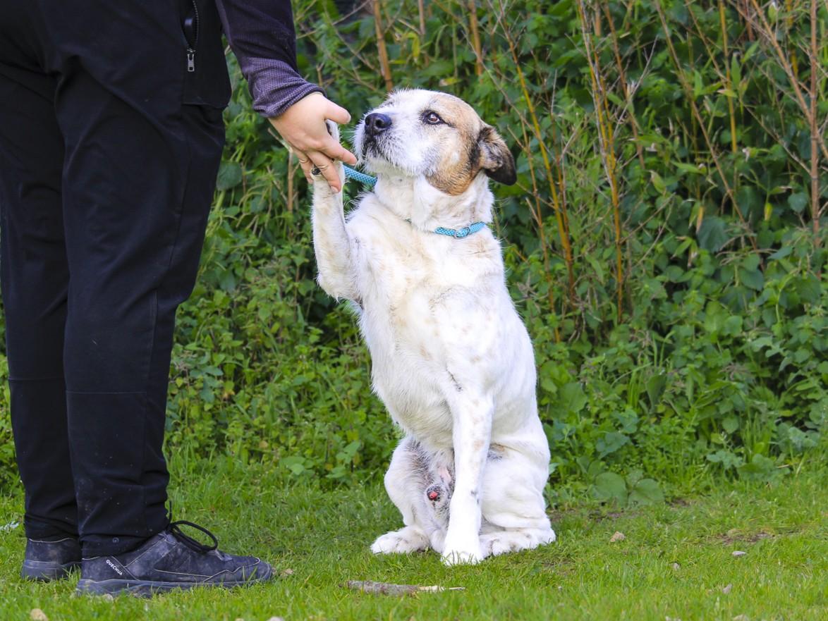 Enlarge Toby, a Adoptable mixed breed in Erin, ON image 5/6