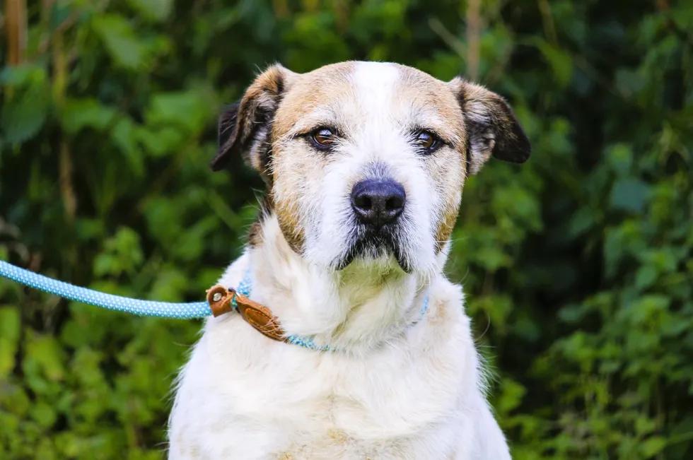 Enlarge Toby, a Adoptable mixed breed in Erin, ON image 6/6