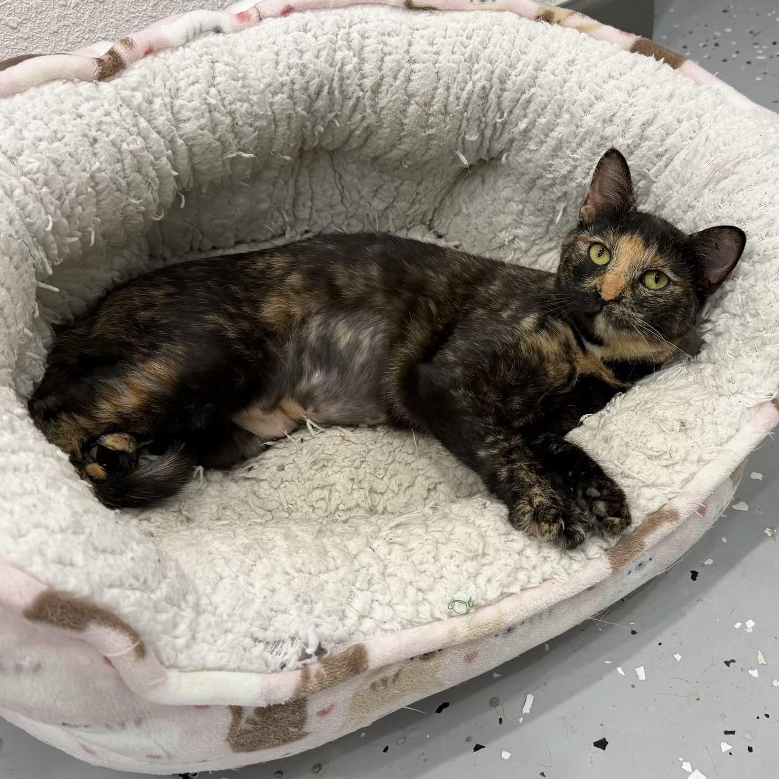 Thelma, Adoptable, Adult Female Domestic Short Hair.