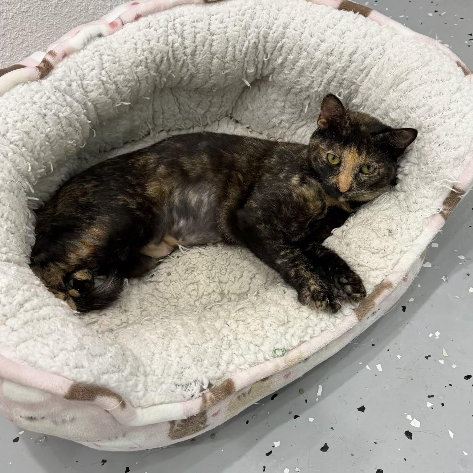 Enlarge Thelma, a Adoptable Domestic Short Hair in Sherman, TX image 2/2