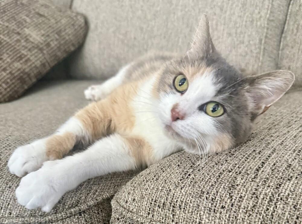 Valerie (25-260 C), Adoptable, Adult Female Domestic Short Hair.