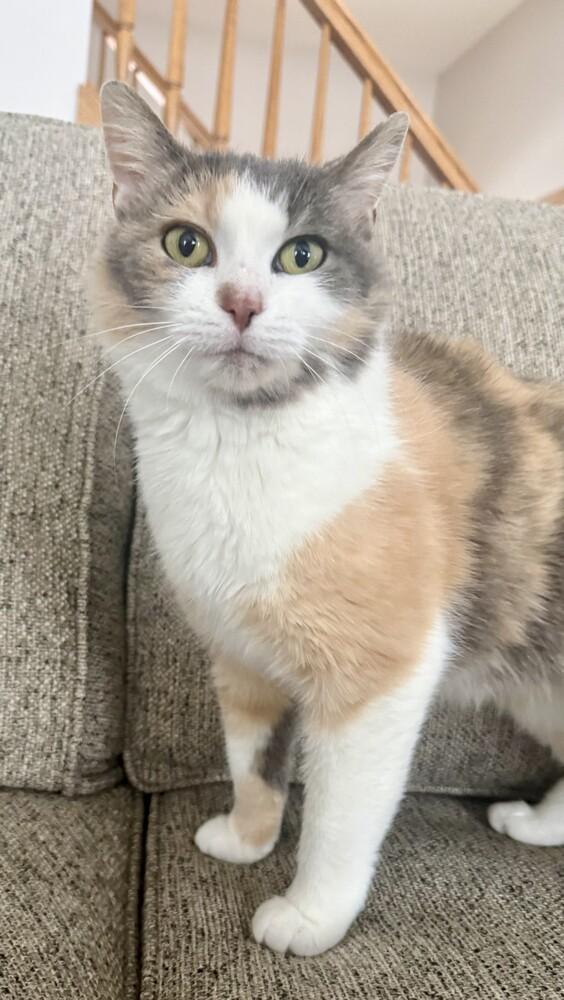 Valerie (25-260 C), a Adoptable Domestic Short Hair in Lansing, MI image 2/2