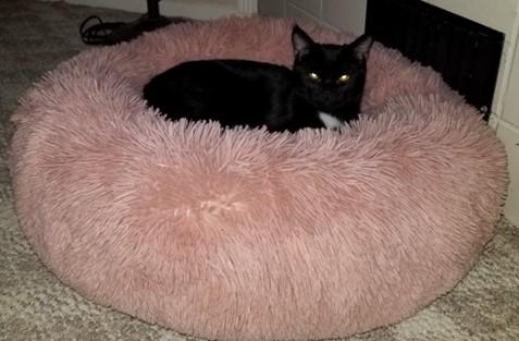 Enlarge Jasmine, a Adoptable Domestic Short Hair in Sierra Vista, AZ image 2/3