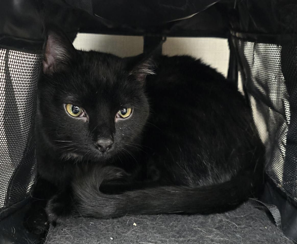 Jasmine, Adoptable, Adult Female Domestic Short Hair.