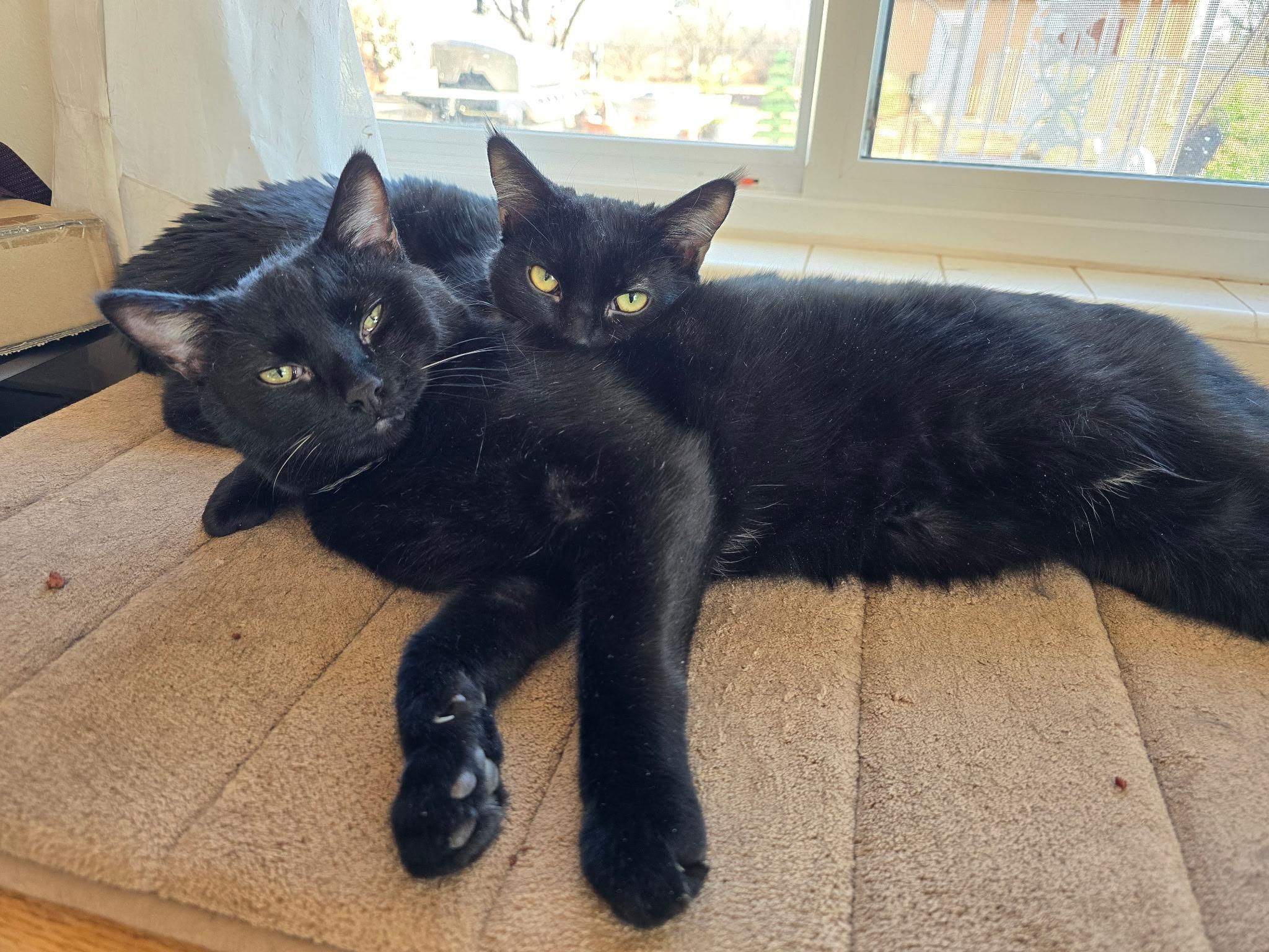 Enlarge Jasmine, a Adoptable Domestic Short Hair in Sierra Vista, AZ image 3/3