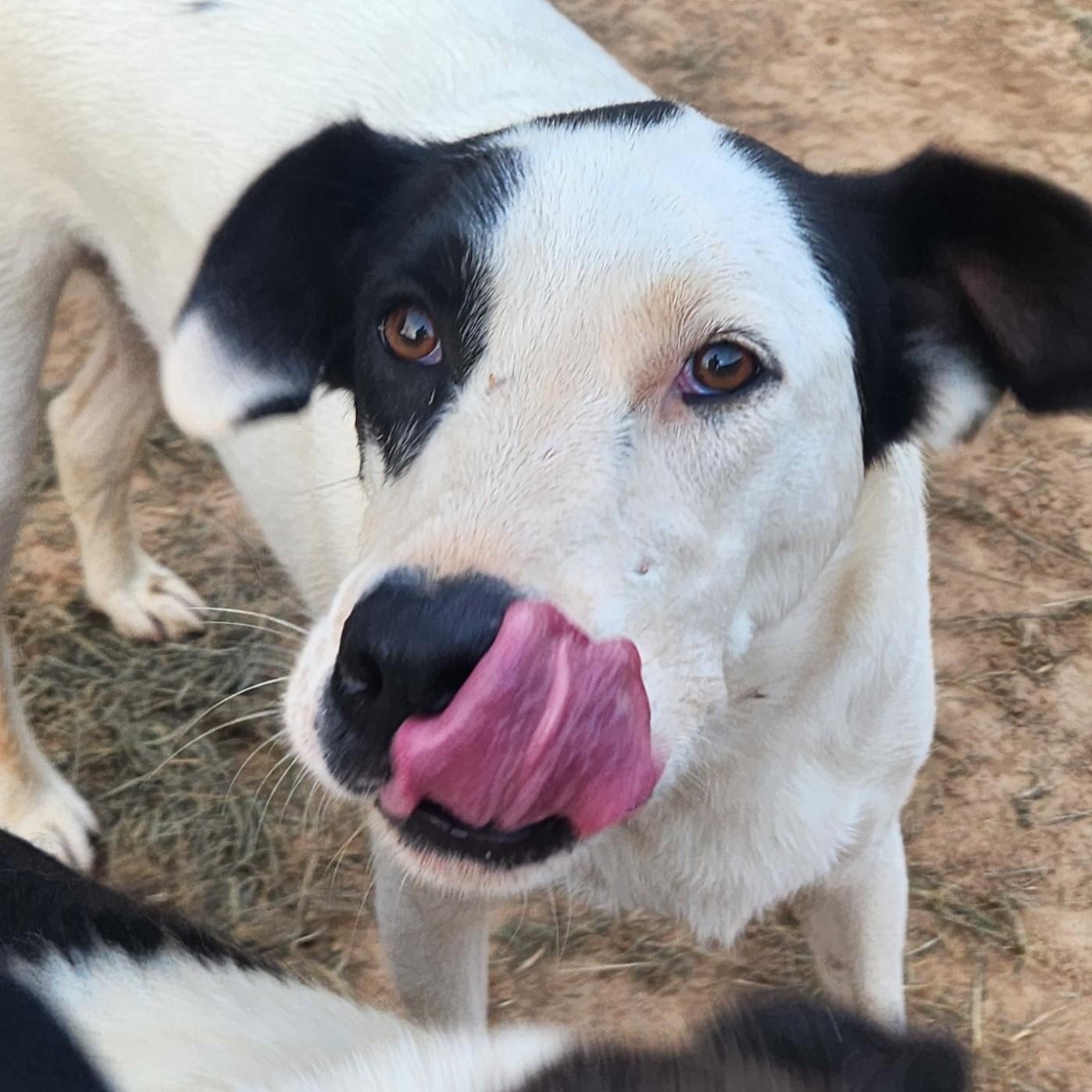 Spot Jasmine thumbnail 3