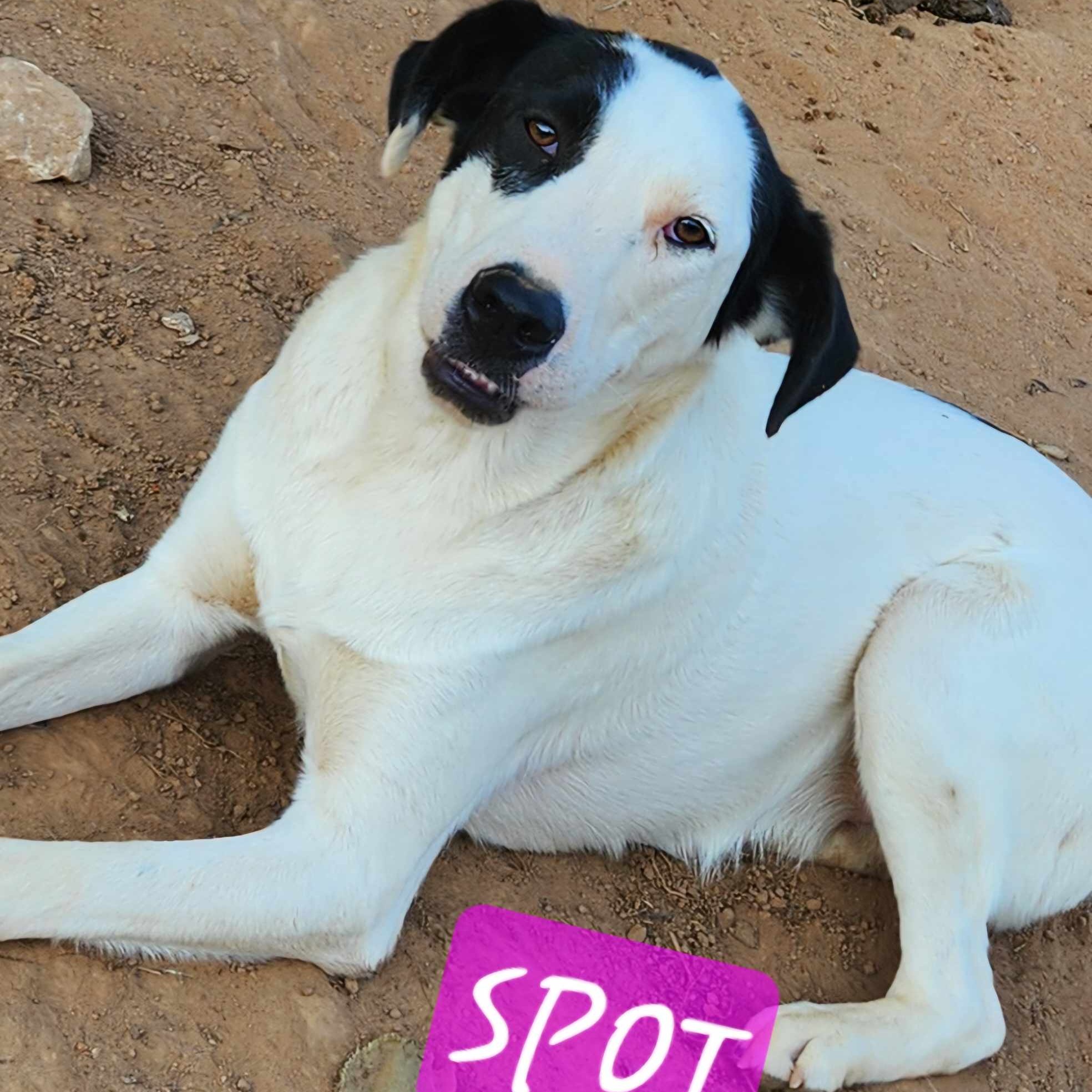 Spot Jasmine thumbnail 4