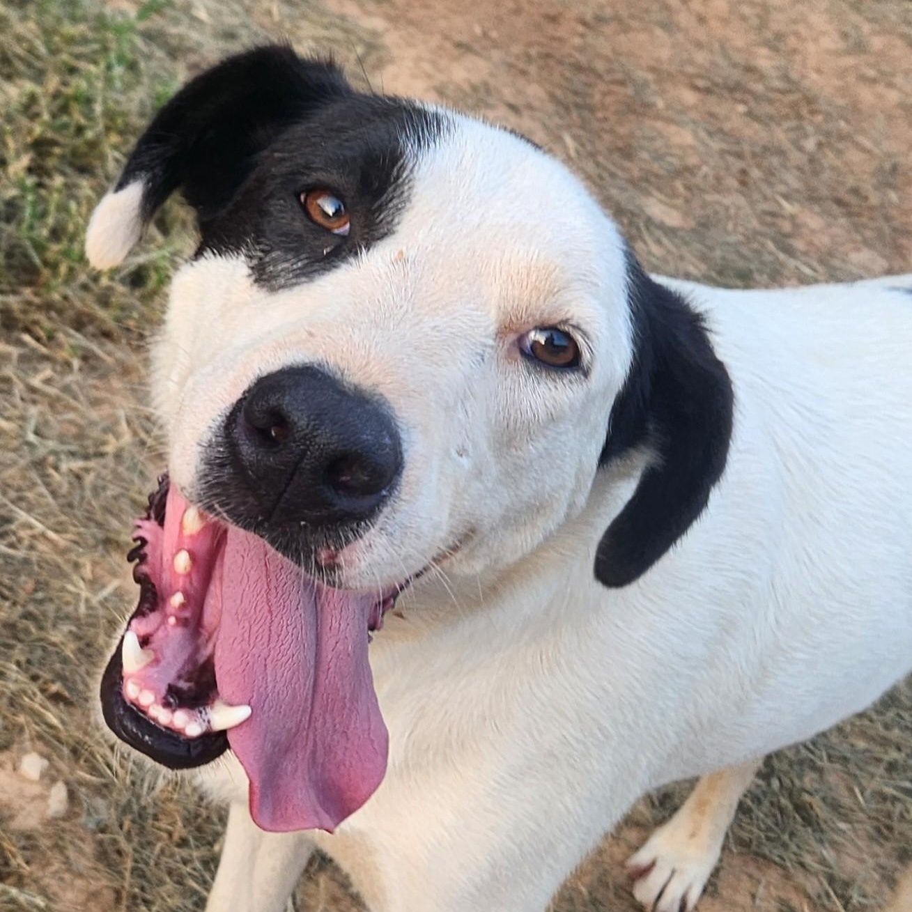 Spot Jasmine thumbnail 5