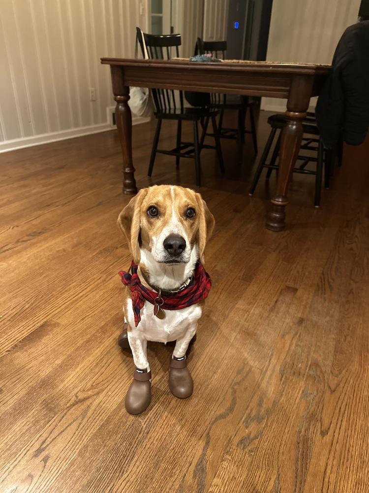 Enlarge Louie, a Adoptable Beagle in Milton, GA image 1/6