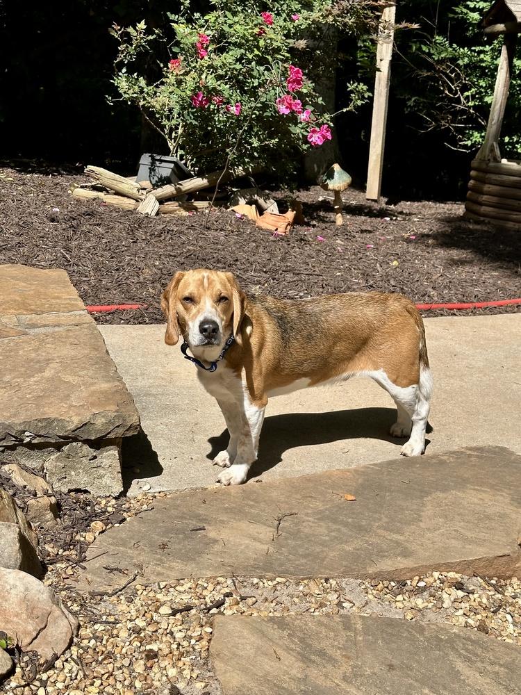 Louie, a Adoptable Beagle in Milton, GA image 1/5