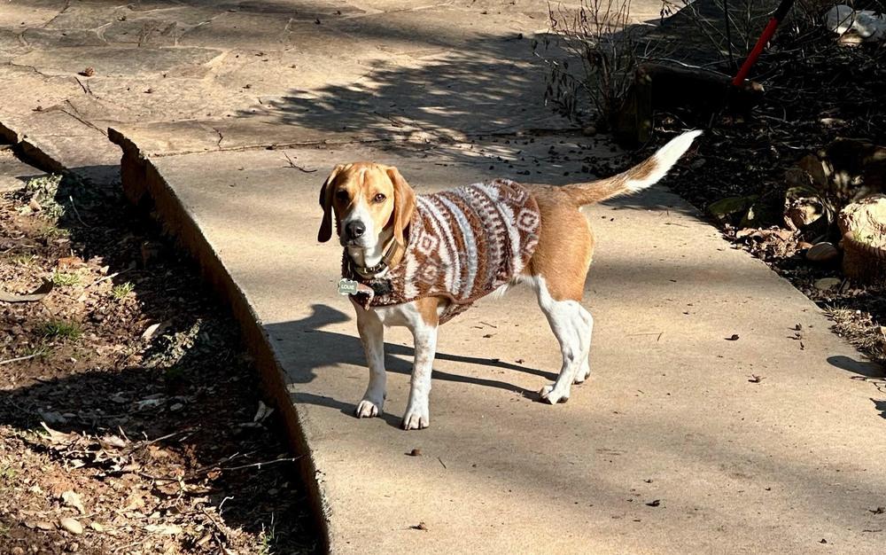 Louie, Adoptable, Adult Male Beagle.
