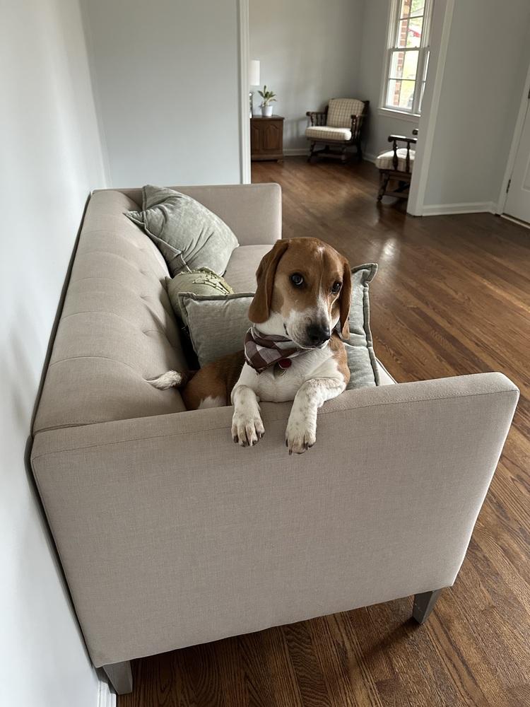Enlarge Louie, a Adoptable Beagle in Milton, GA image 4/6