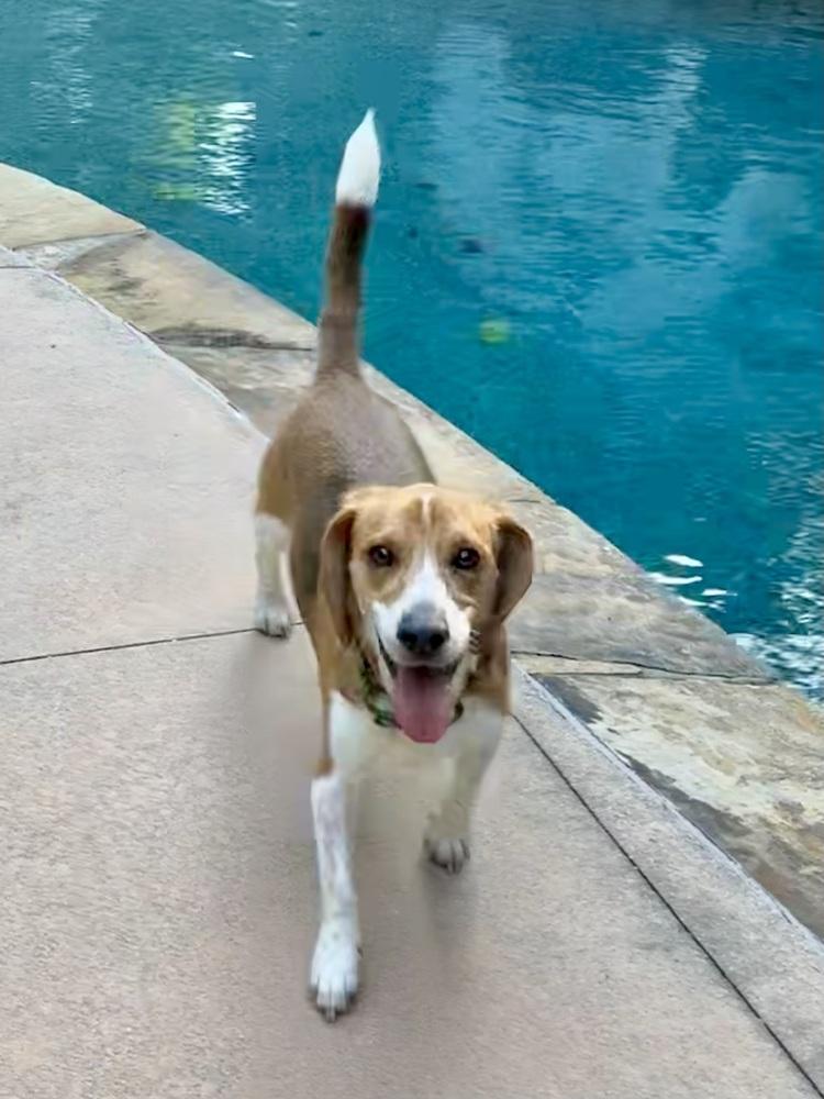 Enlarge Louie, a Adoptable Beagle in Milton, GA image 2/5