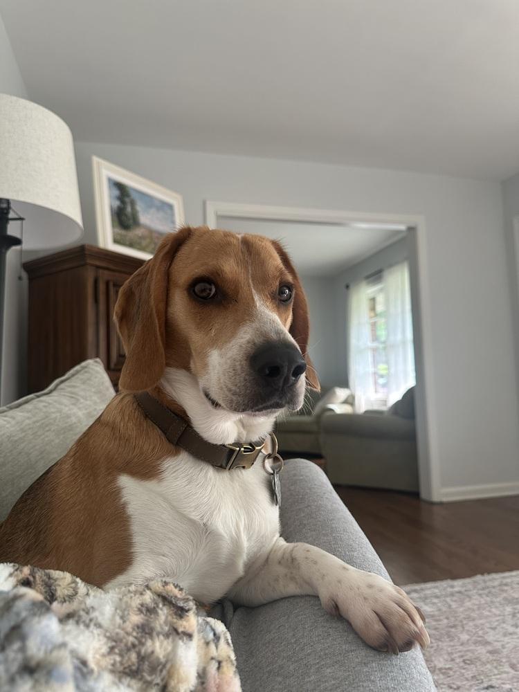 Louie, Adoptable, Adult Male Beagle.